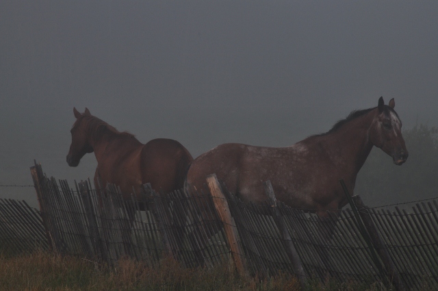 horses on Gore Pass